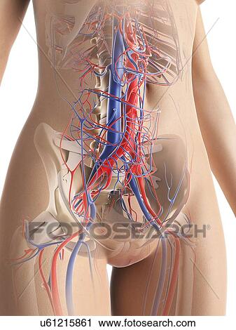Clip Art - Female vascular system, artwork. Fotosearch
