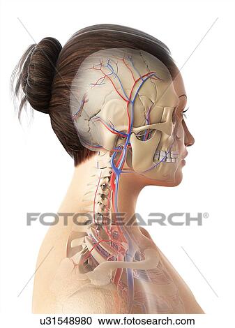 Female vascular system, artwork View Large Illustration Clipart - Female vascular system, artwork. Fotosearch