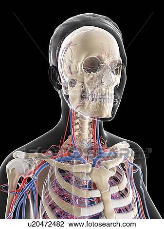 Drawing - Female vascular system, artwork. Fotosearch