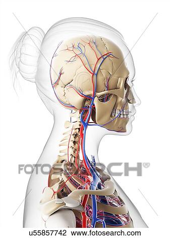 Female vascular system, artwork View Large Illustration Drawing - Female vascular system, artwork. Fotosearch
