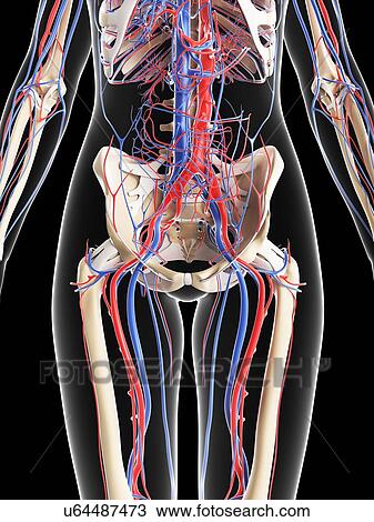 Female vascular system, artwork View Large Illustration Drawing - Female vascular system, artwork. Fotosearch