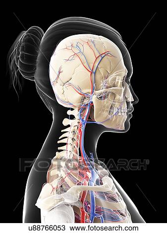 Drawing - Female vascular system, artwork. Fotosearch