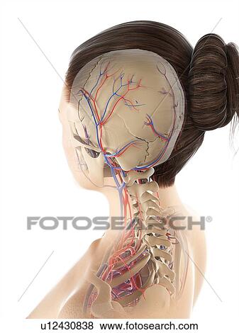 Stock Illustration - Female vascular system, artwork. Fotosearch