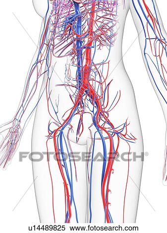 Stock Illustration - Female vascular system, artwork. Fotosearch