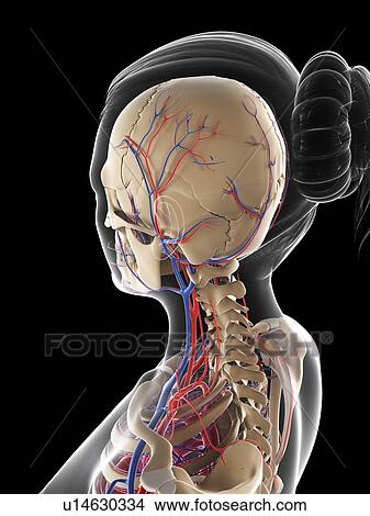 Stock Illustration - Female vascular system, artwork. Fotosearch