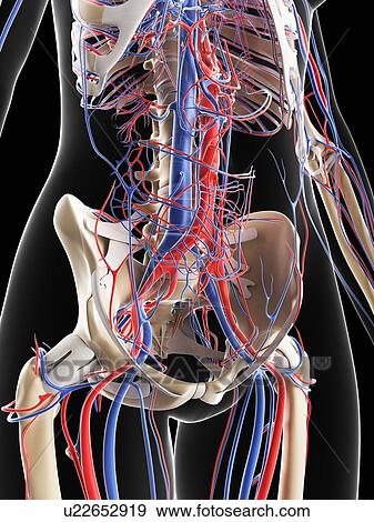 Stock Illustration - Female vascular system, artwork. Fotosearch