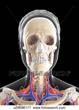 Female vascular system, artwork View Large Illustration Stock Illustration - Female vascular system, artwork. Fotosearch