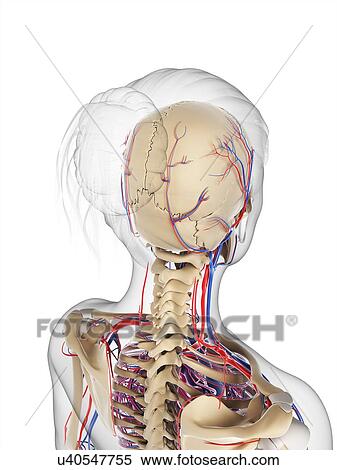 Female vascular system, artwork View Large Illustration Stock Illustration - Female vascular system, artwork. Fotosearch