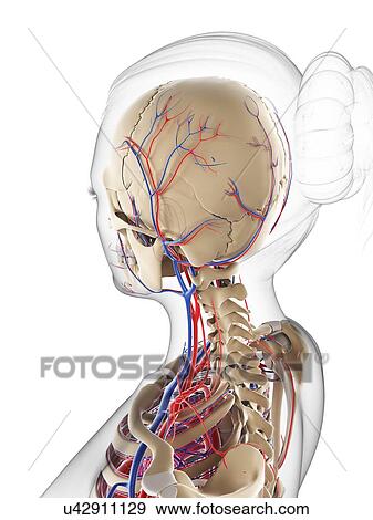 Stock Illustration - Female vascular system, artwork. Fotosearch