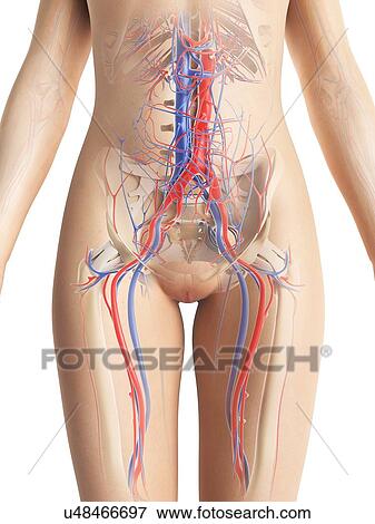 Female vascular system, artwork View Large Illustration Stock Illustration - Female vascular system, artwork. Fotosearch