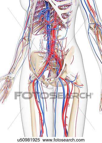 Female vascular system, artwork View Large Illustration Stock Illustration - Female vascular system, artwork. Fotosearch