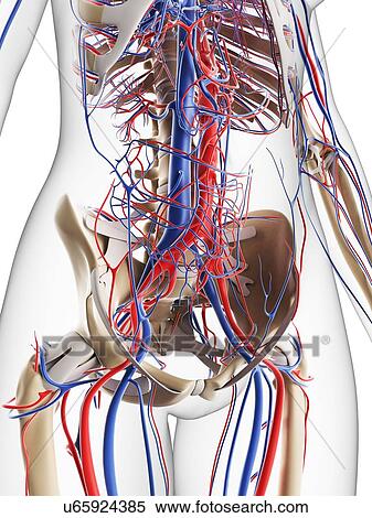 Stock Illustration - Female vascular system, artwork. Fotosearch