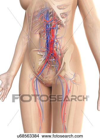 Stock Illustration - Female vascular system, artwork. Fotosearch