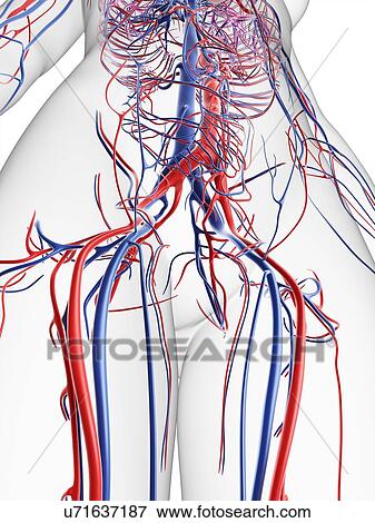 Stock Illustration - Female vascular system, artwork. Fotosearch