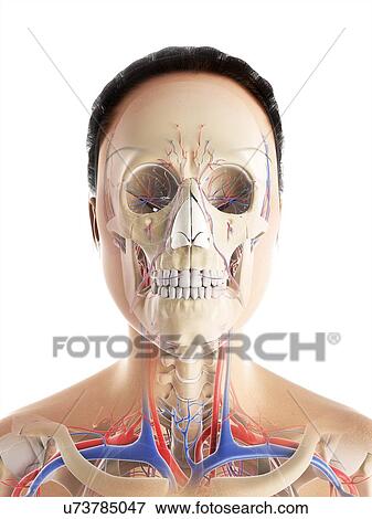 Stock Illustration - Female vascular system, artwork. Fotosearch