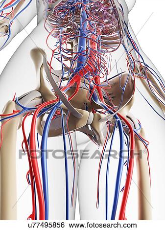 Female vascular system, artwork View Large Illustration Stock Illustration - Female vascular system, artwork. Fotosearch