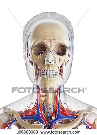 Stock Illustration - Female vascular system, artwork. Fotosearch