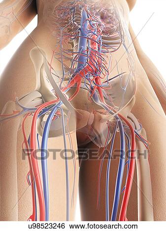 Female vascular system, artwork View Large Illustration Stock Illustration - Female vascular system, artwork. Fotosearch