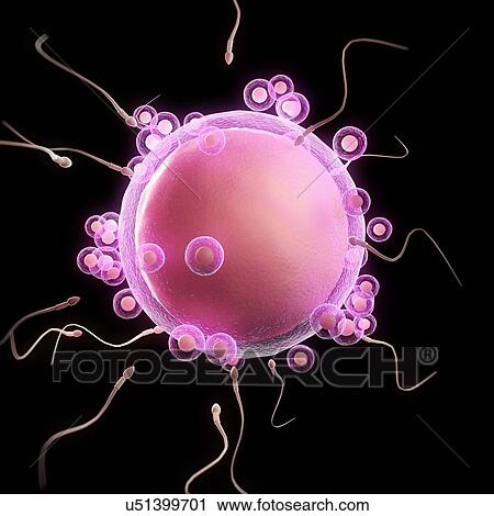 Clip Art - Fertilisation, artwork. Fotosearch