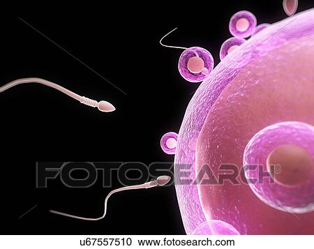 Clipart - Fertilisation, artwork. Fotosearch