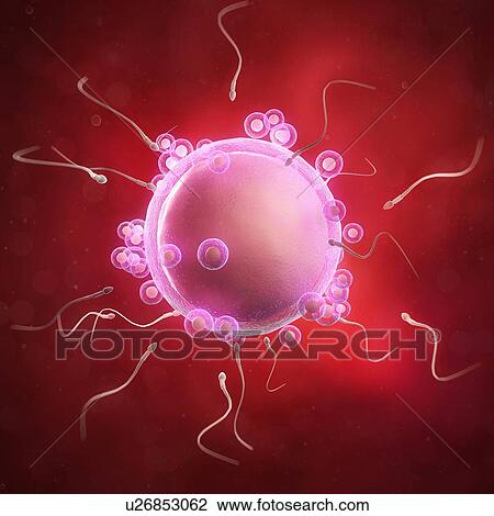 Drawing - Fertilisation, artwork. Fotosearch