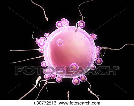 Drawing - Fertilisation, artwork. Fotosearch