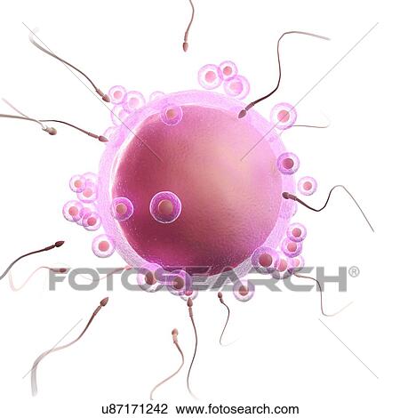 Fertilisation, artwork View Large Illustration Drawing - Fertilisation, artwork. Fotosearch