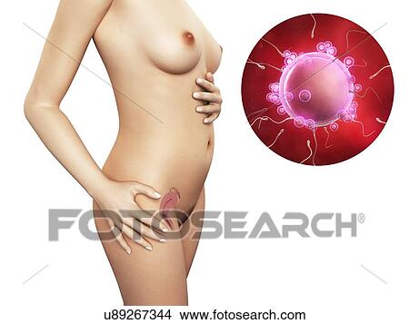 Fertilisation, artwork View Large Illustration Stock Illustration - Fertilisation, artwork. Fotosearch