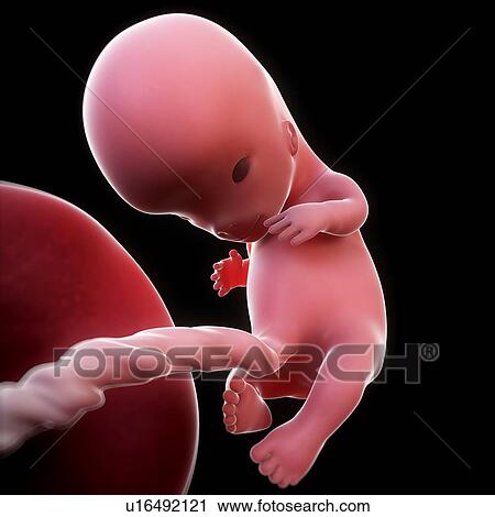 Foetus at 10 weeks, artwork View Large Illustration Clip Art - Foetus at 10 weeks, artwork. Fotosearch