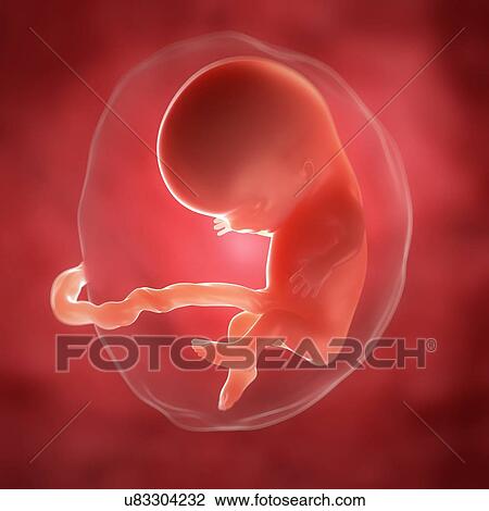 Foetus at 10 weeks, artwork View Large Illustration Drawing - Foetus at 10 weeks, artwork. Fotosearch