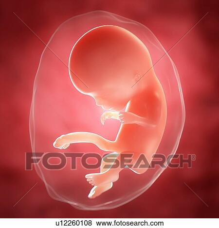 Foetus at 11 weeks, artwork View Large Illustration Stock Illustration - Foetus at 11 weeks, artwork. Fotosearch