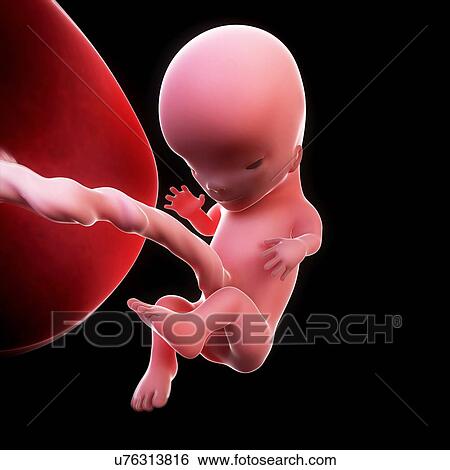 Foetus at 11 weeks, artwork View Large Illustration Stock Illustration - Foetus at 11 weeks, artwork. Fotosearch