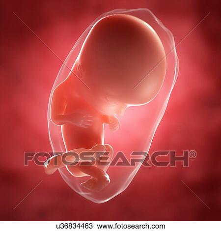 Foetus at 12 weeks, artwork View Large Illustration Drawing - Foetus at 12 weeks, artwork. Fotosearch