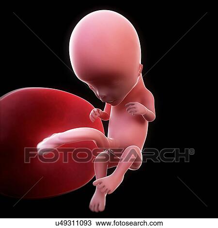 Drawing - Foetus at 12 weeks, artwork. Fotosearch