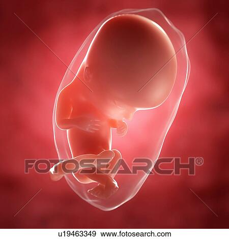 Foetus at 13 weeks, artwork View Large Illustration Stock Illustration - Foetus at 13 weeks, artwork. Fotosearch