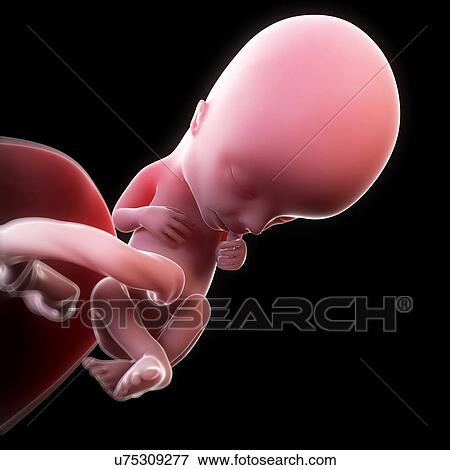 Stock Illustration - Foetus at 13 weeks, artwork. Fotosearch