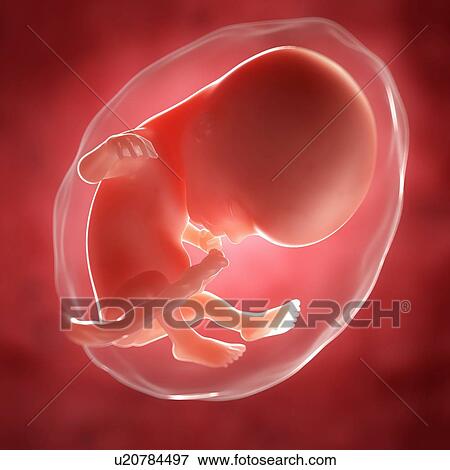 Stock Illustration - Foetus at 14 weeks, artwork. Fotosearch