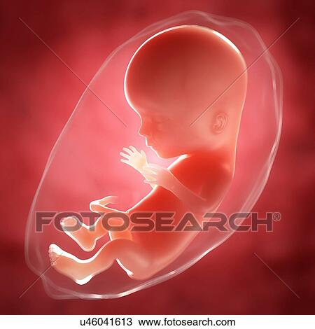 Foetus at 15 weeks, artwork View Large Illustration Drawing - Foetus at 15 weeks, artwork. Fotosearch