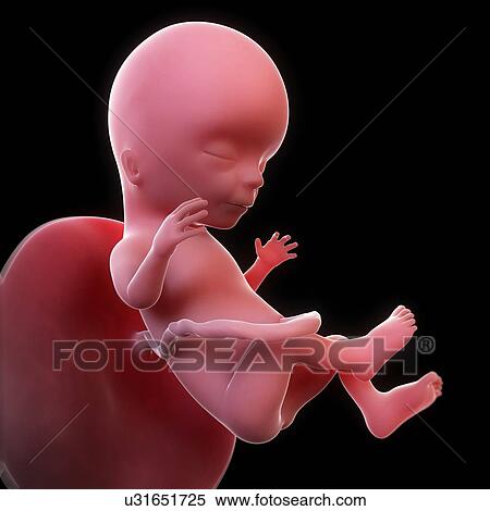 Foetus at 15 weeks, artwork View Large Illustration Stock Illustration - Foetus at 15 weeks, artwork. Fotosearch