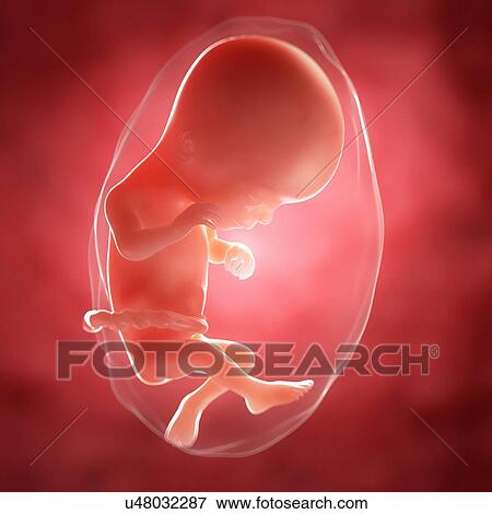 Foetus at 16 weeks, artwork View Large Illustration Stock Illustration - Foetus at 16 weeks, artwork. Fotosearch