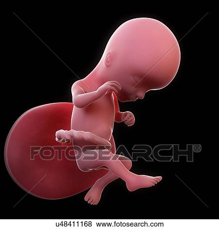 Stock Illustration - Foetus at 16 weeks, artwork. Fotosearch