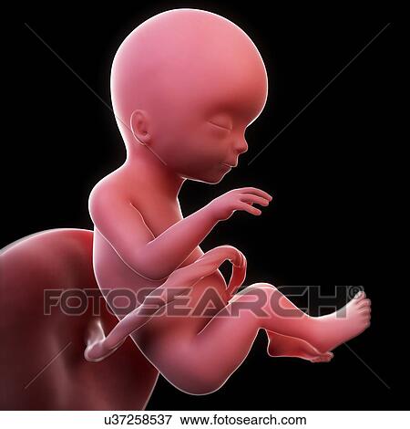 Foetus at 17 weeks, artwork View Large Illustration Stock Illustration - Foetus at 17 weeks, artwork. Fotosearch
