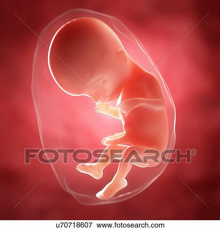 Foetus at 17 weeks, artwork View Large Illustration Stock Illustration - Foetus at 17 weeks, artwork. Fotosearch