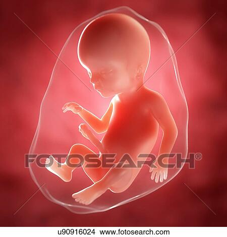 Foetus at 18 weeks, artwork View Large Illustration Stock Illustration - Foetus at 18 weeks, artwork. Fotosearch