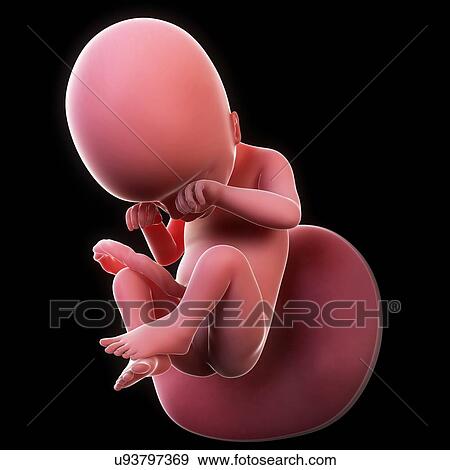 Foetus at 18 weeks, artwork View Large Illustration Stock Illustration - Foetus at 18 weeks, artwork. Fotosearch