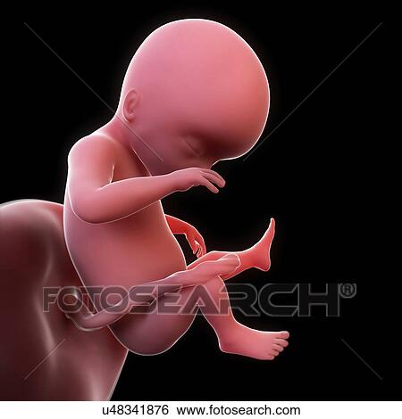 Foetus at 19 weeks, artwork View Large Illustration Stock Illustration - Foetus at 19 weeks, artwork. Fotosearch
