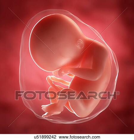 Foetus at 20 weeks, artwork View Large Illustration Drawing - Foetus at 20 weeks, artwork. Fotosearch