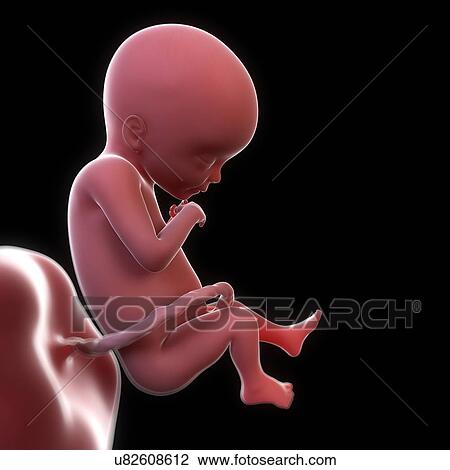 Drawing - Foetus at 20 weeks, artwork. Fotosearch