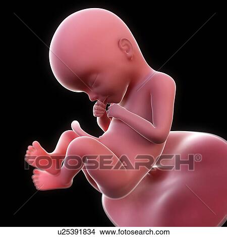 Stock Illustration - Foetus at 21 weeks, artwork. Fotosearch