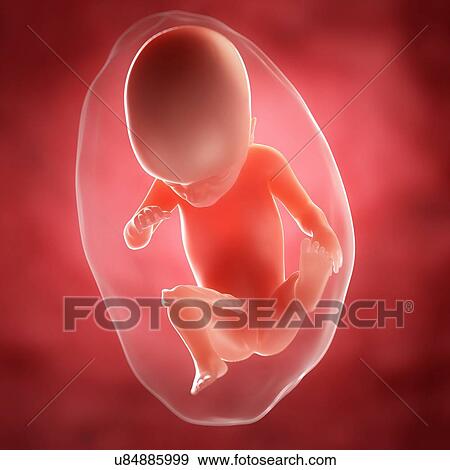 Foetus at 21 weeks, artwork View Large Illustration Stock Illustration - Foetus at 21 weeks, artwork. Fotosearch